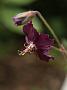 Geranium phaeum